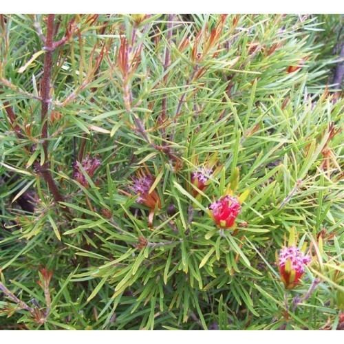 Lambertia formosa Buy Lambertia Formosa Online Plants