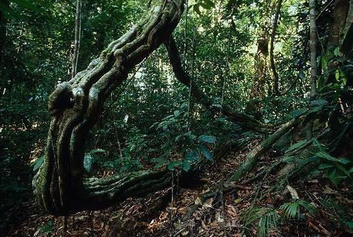 Lambir Hills National Park