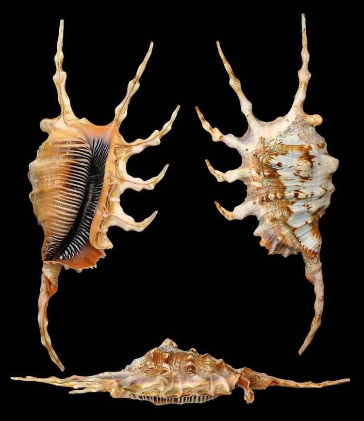 Lambis scorpius Gastropoda Stromboidea Species Lambis Scorpius