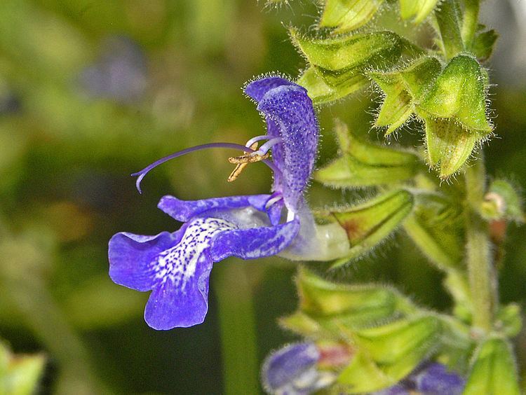 Lamiaceae FileLamiaceae Salvia transsylvanicajpg Wikimedia Commons