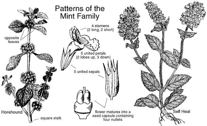 Lamiaceae Lamiaceae Mint Family Labiatae Identify plants and flowers