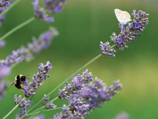 Lamiaceae Lamiaceae plant family Britannicacom