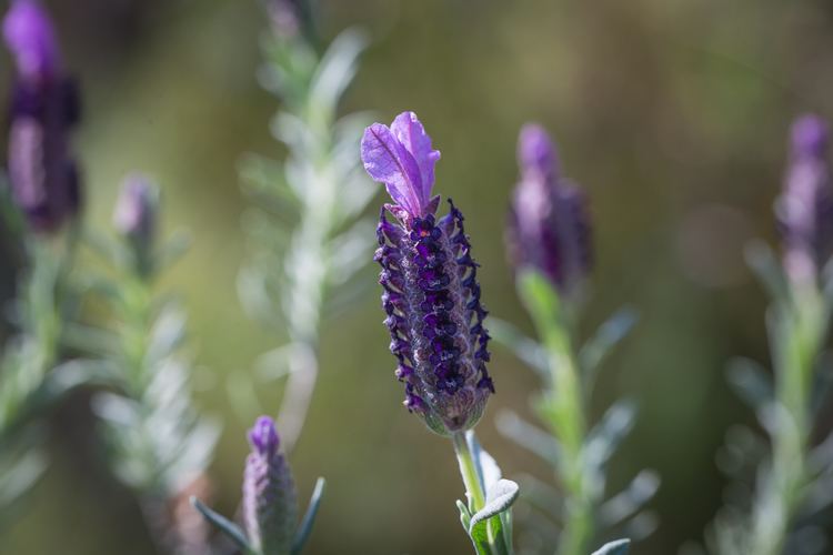 Lamiaceae Plant family Photographs plants and other pursuits