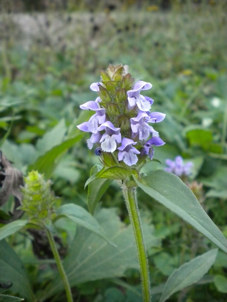 Lamiaceae Lamiaceae Diversification Evolution and Historical Biogeography