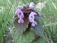 Lamiaceae httpsuploadwikimediaorgwikipediacommonsthu