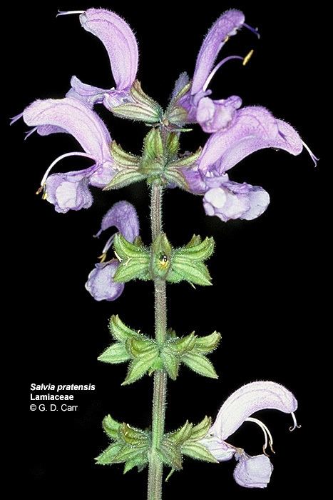 Lamiaceae Flowering Plant Families UH Botany