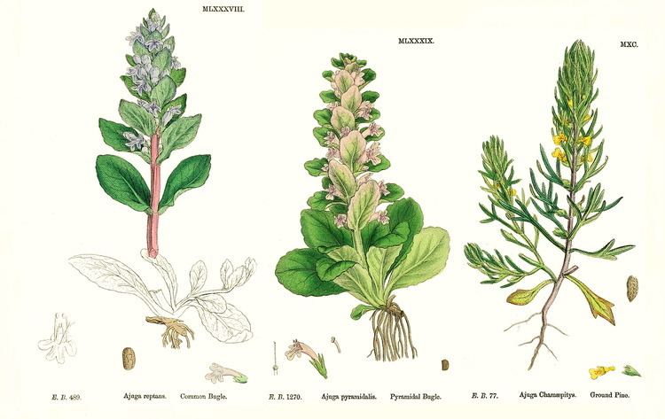 Lamiaceae Angiosperm families Labiatae Juss