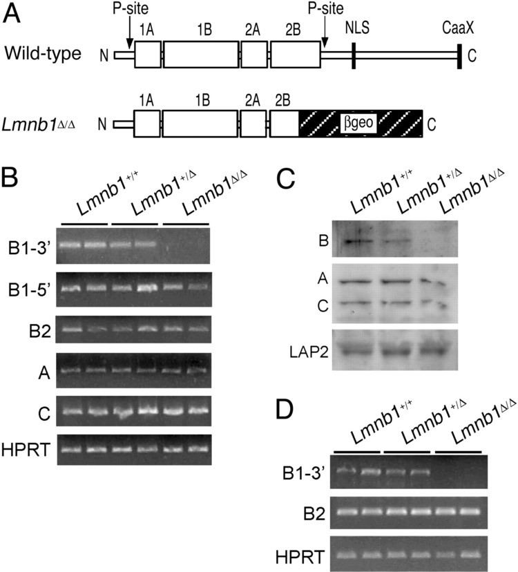 Lamin B1 Lamin B1 is required for mouse development and nuclear integrity