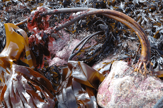 Laminaria hyperborea Seaweedie Information on marine algae