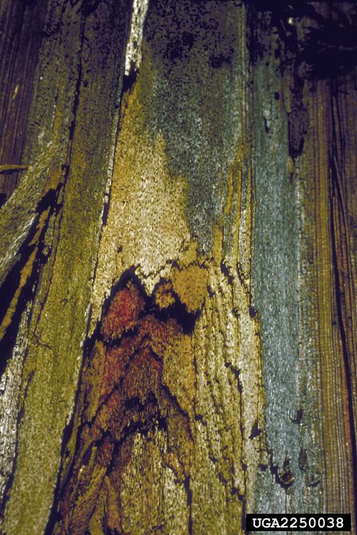 Laminated root rot DecAID Decayed Wood Advisor