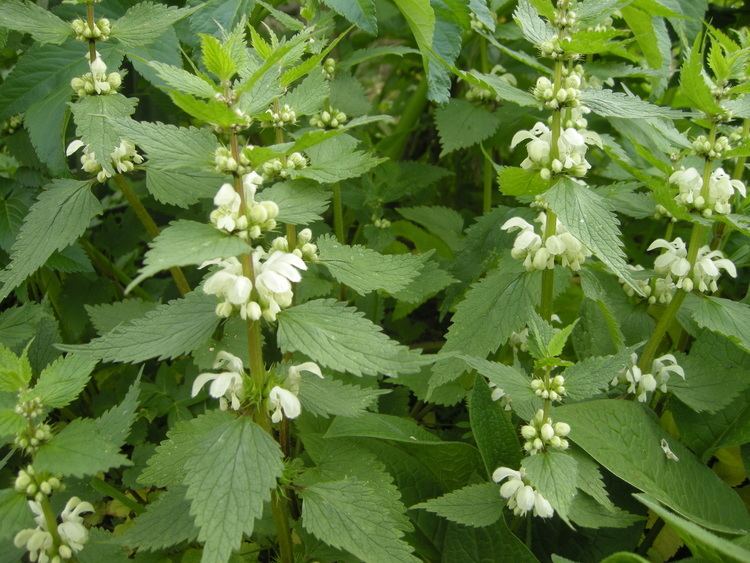 Lamium album White Deadnettle landscape architect39s pages