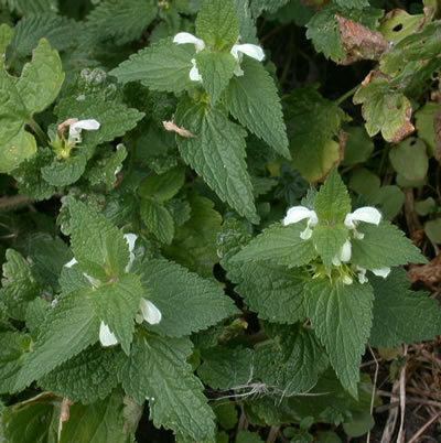 Lamium album Lamium album