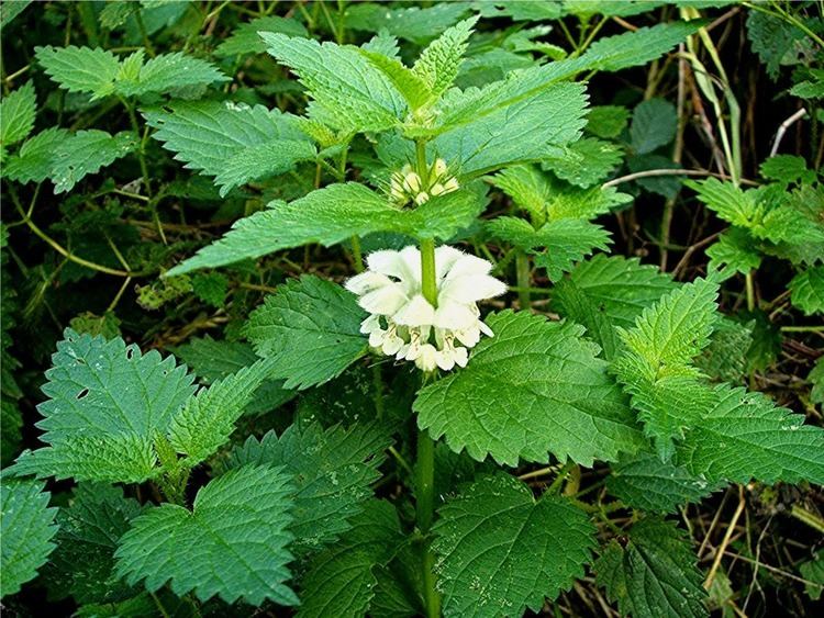 Lamium album Benefits Of White Dead Nettle Lamium Album For Health Tips