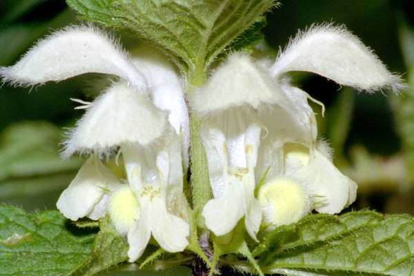 Lamium album Lamium album White deadnettle