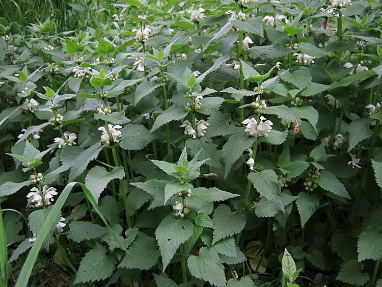 Lamium album Lamium album white henbit Go Botany