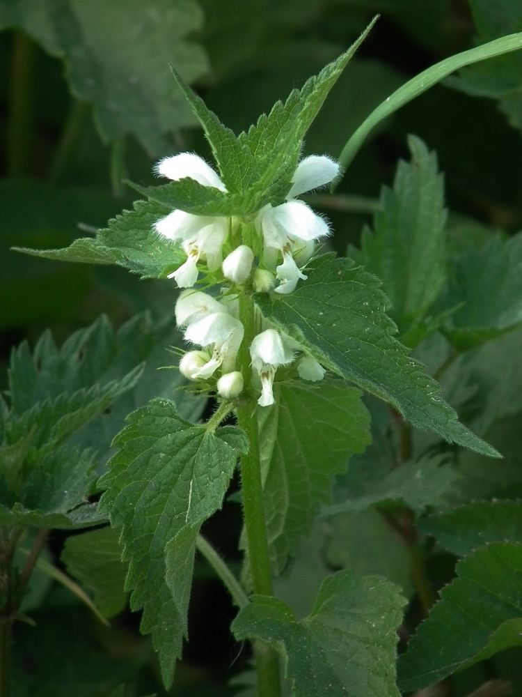 Lamium album FileWeie Taubnessel Lamium albumJPG Wikimedia Commons