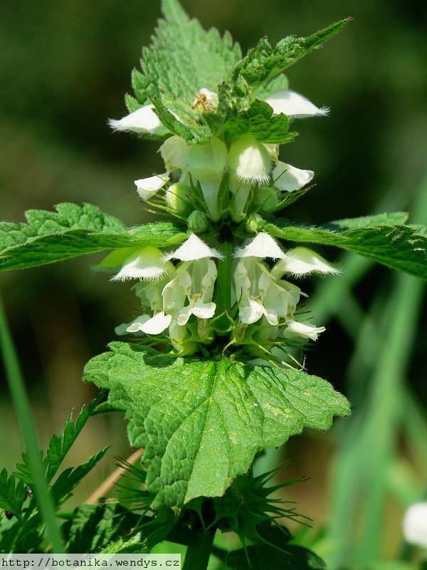 Lamium album wwwnaturalmedicinalherbsnetpictureswendyslami