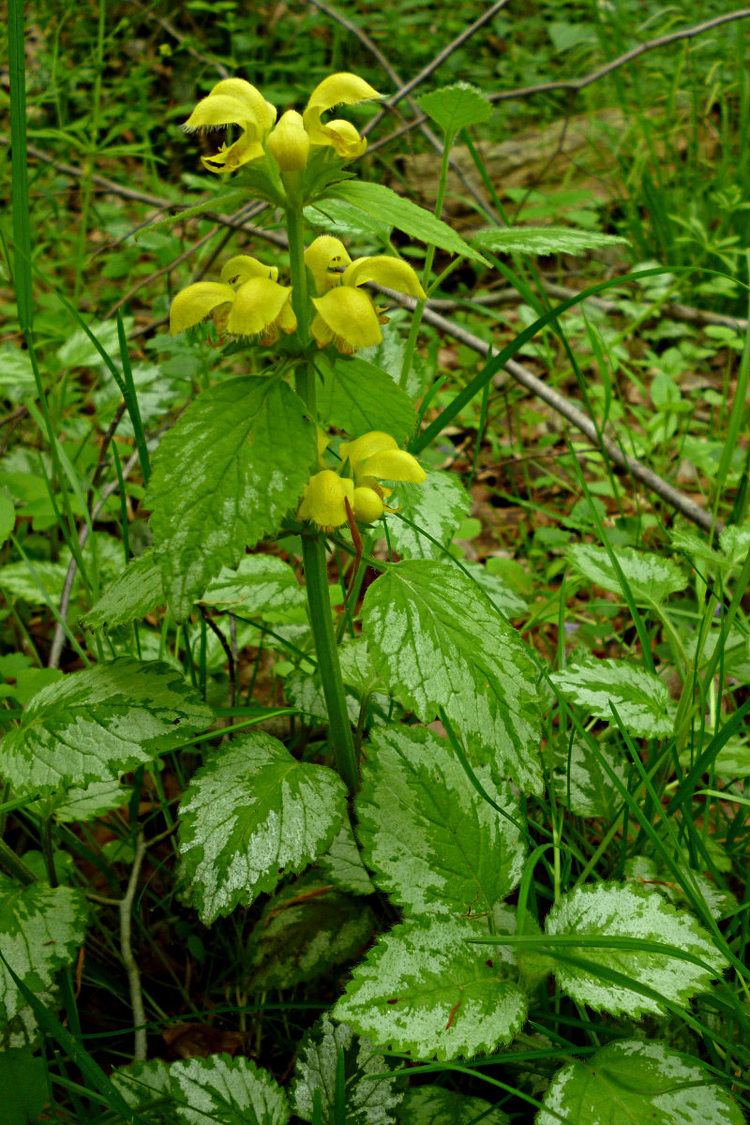 Lamium galeobdolon Yellow Archangel Lamium galeobdolon Flora Pittsburghensis