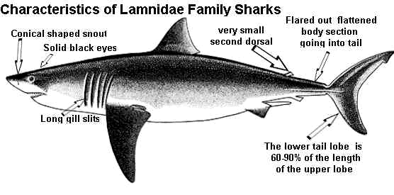 Lamnidae Lamnidae sharks