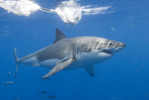 Lamniformes Shark Savers Mackerel Sharks