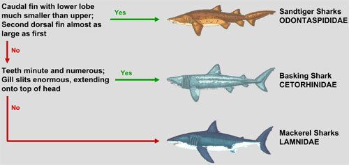 Lamniformes Guide to Shark Identification Lamniformes