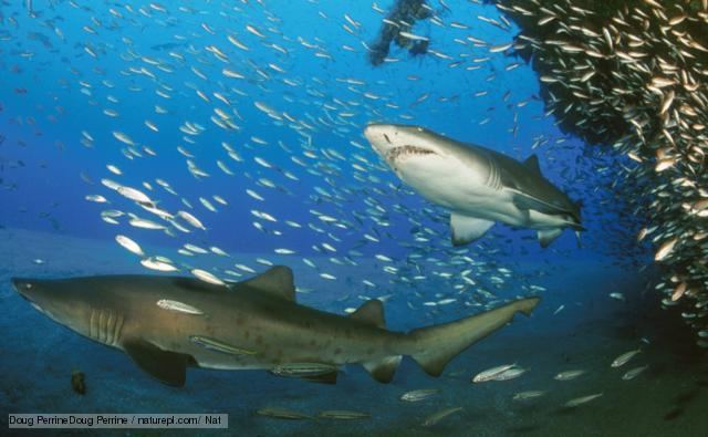 Lamniformes BBC Nature Mackerel sharks videos news and facts