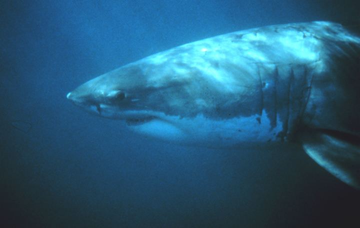 Lamniformes Lamniformes mackerel sharks Wildlife Journal Junior