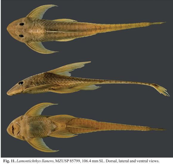 Lamontichthys Systematics of Lamontichthys MirandaRibeiro Siluriformes