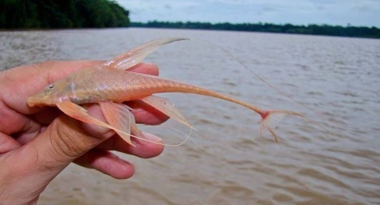 Lamontichthys Lamontichthys filamentosus Sturgeon Catfish Harttia filamentosa