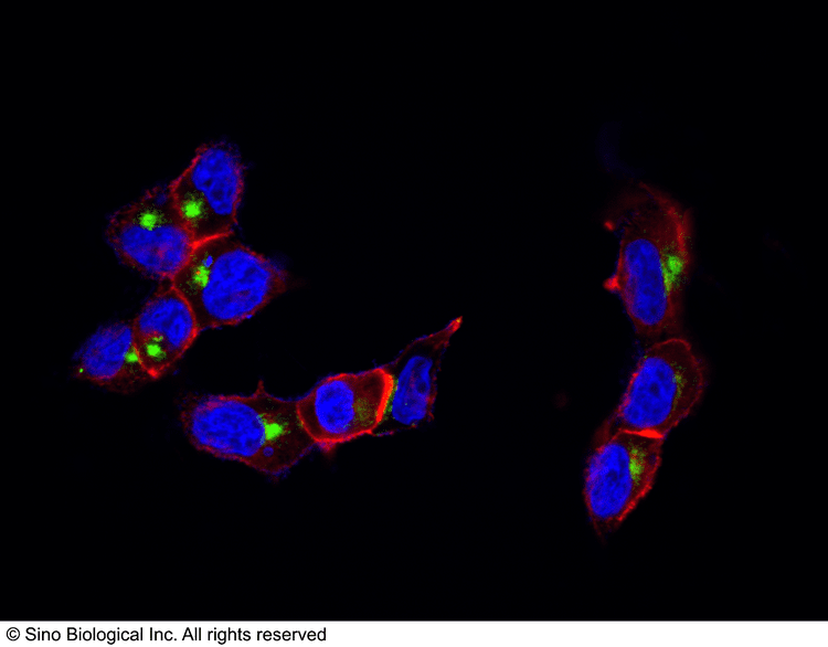 LAMP1 LAMP1 CD107a Antibody Mouse MAb SinoBiological