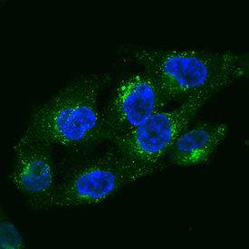 LAMP1 Human LAMP1CD107a Alexa Fluor 488conjugated Antibody IC7985G RampD