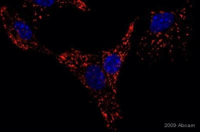 LAMP1 AntiLAMP1 antibody 1D4B ab25245 Abcam