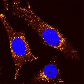 LAMP1 Human LAMP1CD107a Lumenal Domain Biotinylated Antibody BAF4800 RampD