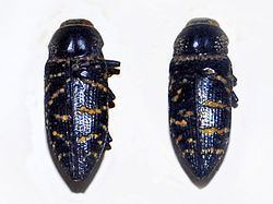 Lampetis dilaticollis httpsuploadwikimediaorgwikipediacommonsthu
