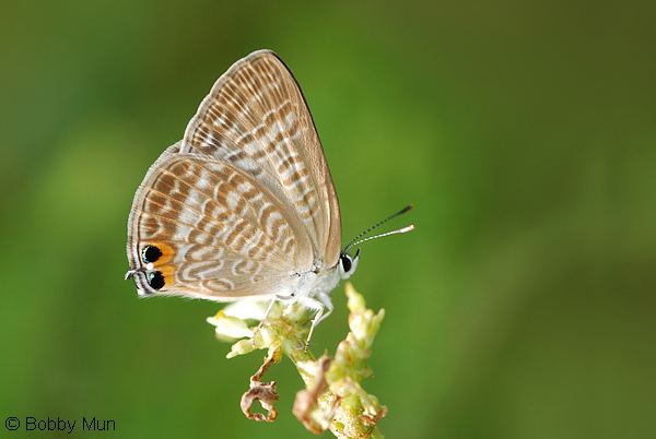 Lampides boeticus ButterflyCircle Checklist