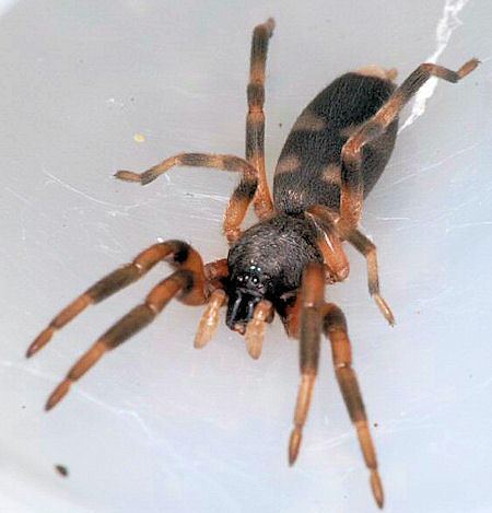 Lampona Lamponidae whitetailed spider Australian ground spider