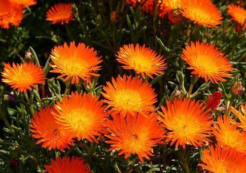 Lampranthus How to Grow Lampranthus Plant and Ice Plant Gardeners HQ