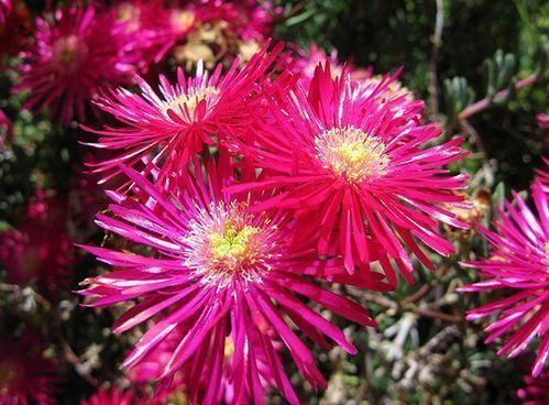 Lampranthus How to Grow Lampranthus Plant and Ice Plant Gardeners HQ