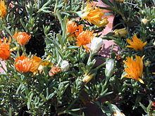 Lampranthus aurantiacus httpsuploadwikimediaorgwikipediacommonsthu