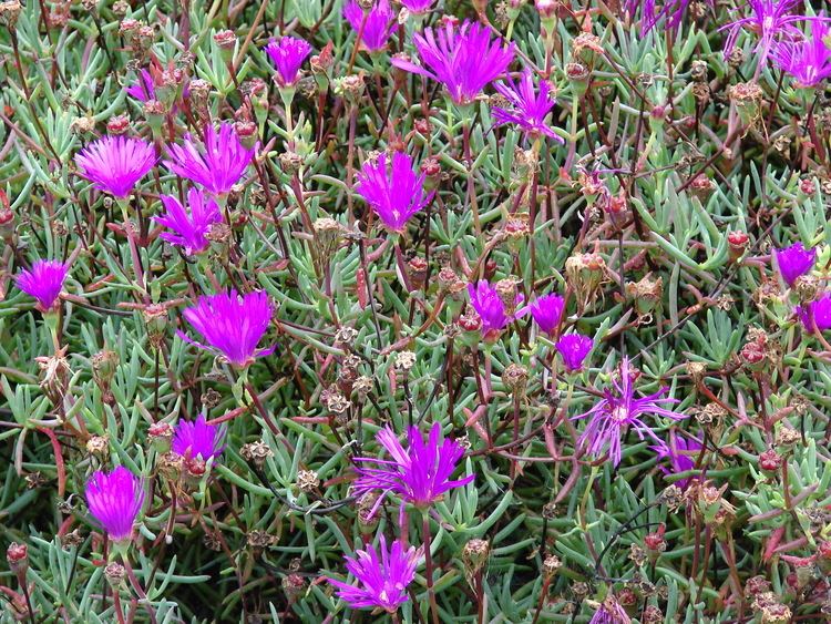 Lampranthus roseus FileStarr 0703085381 Lampranthus roseusjpg Wikimedia Commons