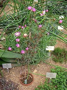 Lampranthus sociorum httpsuploadwikimediaorgwikipediacommonsthu