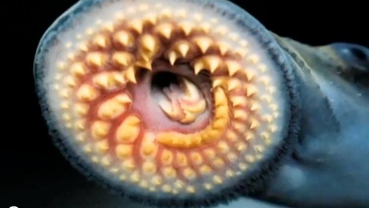 Lamprey Silent Invadersquot Sea Lamprey 2013 YouTube