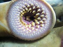 Lamprey httpsuploadwikimediaorgwikipediacommonsthu