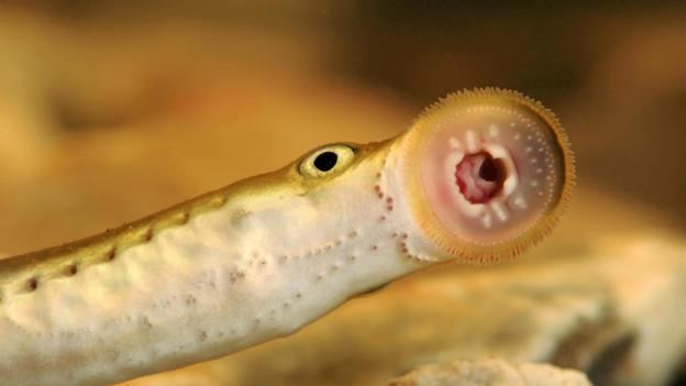 Lamprey BBC Earth Meet a lamprey Your ancestors looked just like it