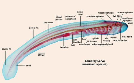 Lamprey Lamprey Wikipedia