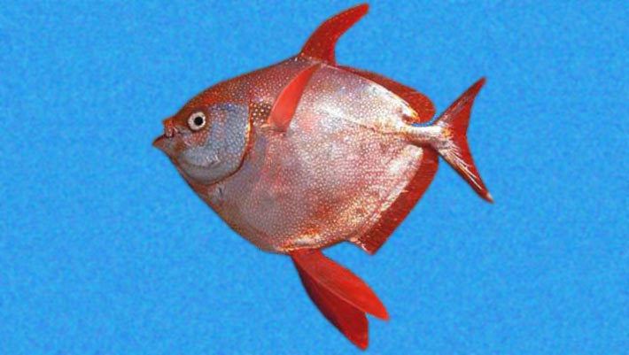 Lampris guttatus Opah Lampris guttatus First Known WarmBlooded Fish Species