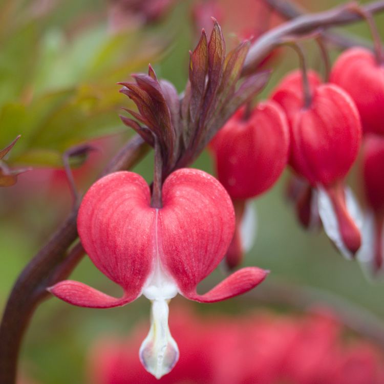 Lamprocapnos Lamprocapnos spectabilis Valentine Bleeding Heart Dobbies Garden