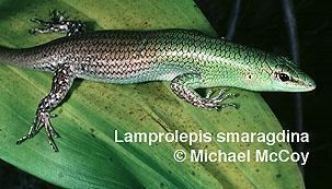 Lamprolepis smaragdina wwwreptariumczcontentphotord03Lamprolepiss