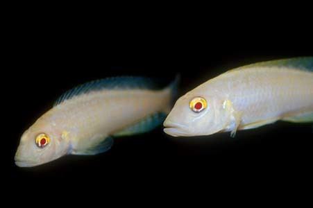 Lamprologus callipterus Lamprologus callipterus Seriously Fish