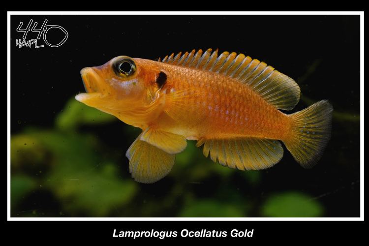 Lamprologus ocellatus cichlidscom Lamprologus Ocellatus Gold Female